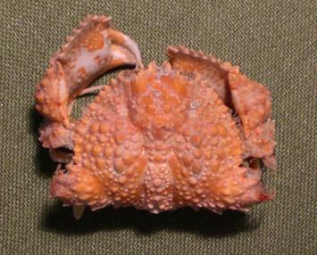 calappa ocukaria T.F.C. A dorsal view.bmp